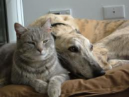 Pets